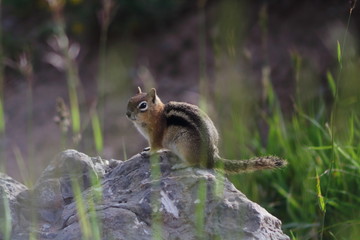 golden mantled ground squirrel sitting on a stone in a meadow during a summer day in colorado rocky mountains.