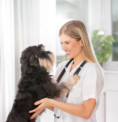 Veterinarian with dog in clinic