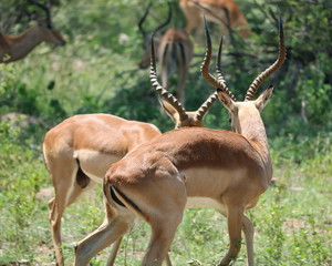 Impala Antilopen