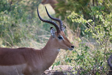 Impala Antilope