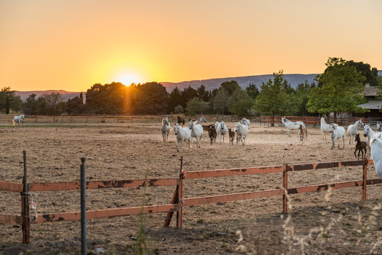 Frankreich, Provence-Alpes-C&ocirc;te d'Azur, Baudinard-sur-Verdon, Pferderanch in der Provence