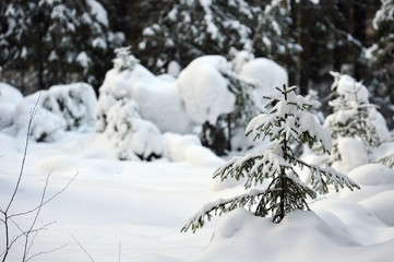 Winter in the taiga forest