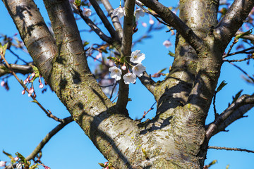 The blossoming Oriental cherry against the background of the blue sky.