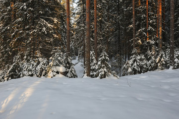 Wintery forest.