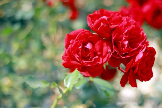 Rote Rosen