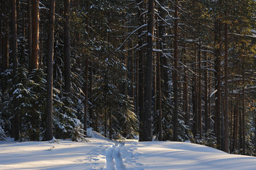 Wintery forest.