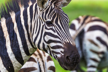 Obraz na płótnie Canvas Wild zebra at Ngorongro Crater Conservation area. Tanzania.