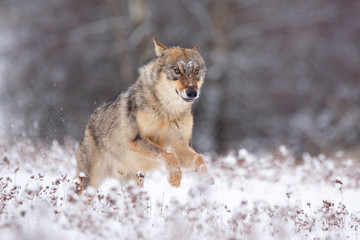 Wolf im Winter