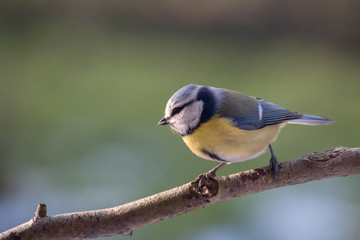 Eurasian blue tit (Cyanistes caeruleus) on a branch, a small passerine bird in the tit family Paridae, blurred background with copy space