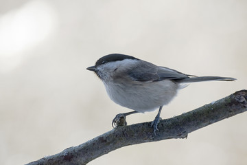 Obraz premium marsh tit (Poecile palustris) on on a branch, a small passerine bird closely related to the willow tit, blurred background with copy space