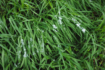 Lawn covered with snow.