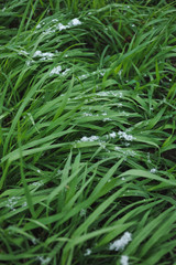 Lawn covered with snow.