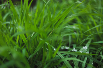 Lawn covered with snow.