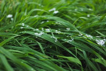 Lawn covered with snow.