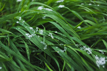 Lawn covered with snow.