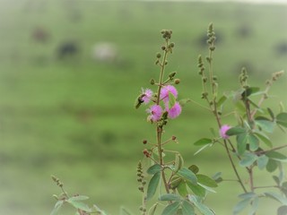 Pequena flor do mato.