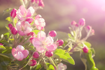 Pink flower of apple-tree. The concept of tree blossoming with the arrival of spring. Bud of petals of cherry or peach in the sun's