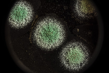 development of green mold on an organic basis, abstract background