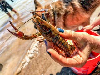 Hand holding crawfish. Closeup
