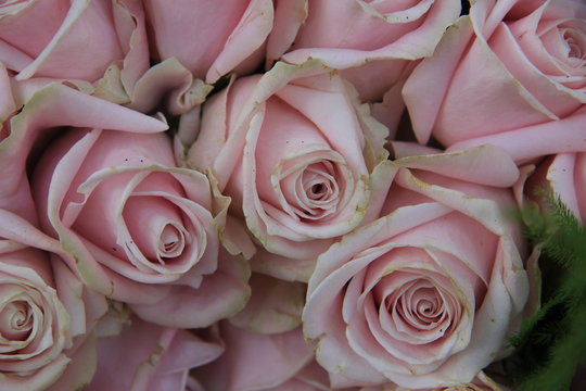 Pale pink roses