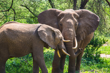 Fototapeta premium Wild elephant at Lake Manyara National Park. Tanzania.