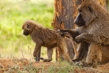 Female Olive baboon grooming her infant's hair