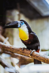 Toucan Ramphastos vitellinu , beauiful colourful bird ,sitting on the tree