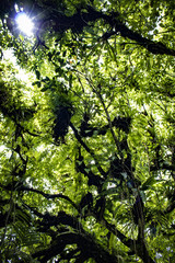 Sunlight Filtering through Ferns and Palm Trees in the Lush Rainforest of Mombacho Volcano, Nicaragua