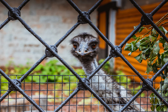 Head of ostrich bird behind wire mesh , amazing nature - stock image
