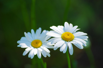 summer flowers camomile blossoms on meadow