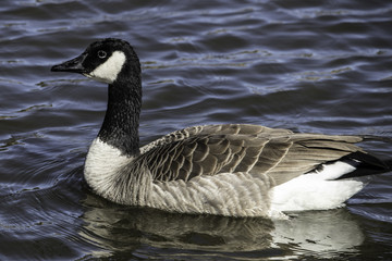 Canadian Goose Swimming in the Water at Lake Cuyamaca, California