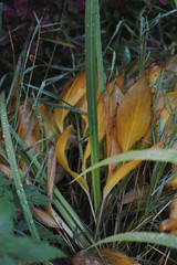 Plants wilting