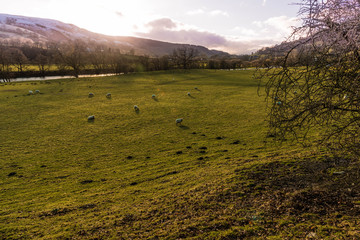 Fototapeta premium Sunset field