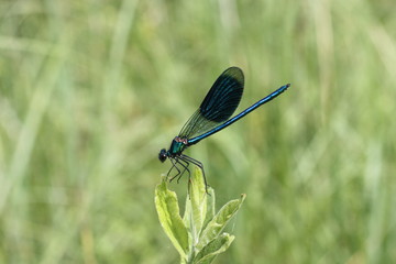 libelle blau