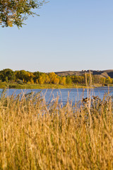 Autumn wheat field backdropped with a river forest