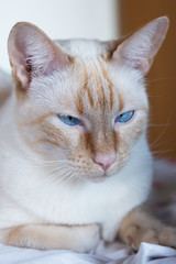 white cat with blue eyes
