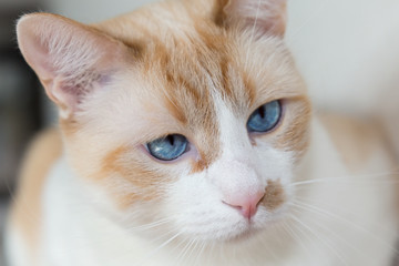 white cat with blue eyes