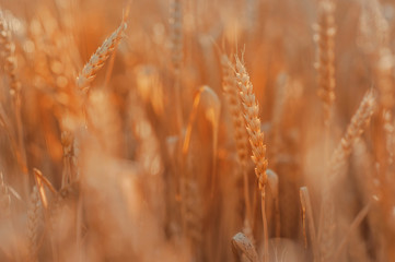 Fototapeta premium Field of wheat, blue sky and sun