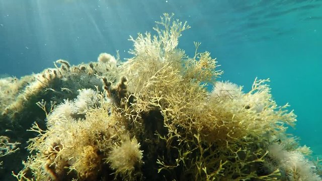 Algae branches swaying in water current in Mediterranean sea