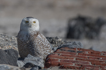 Snowy Owl among the rocks
