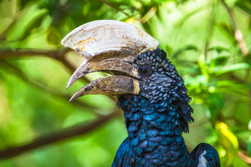Silvery-cheeked hornbill at Lake Manyara National Reserve, Tanzania. © mariusltu