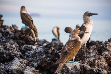 Blue Footed Booby Colony #3