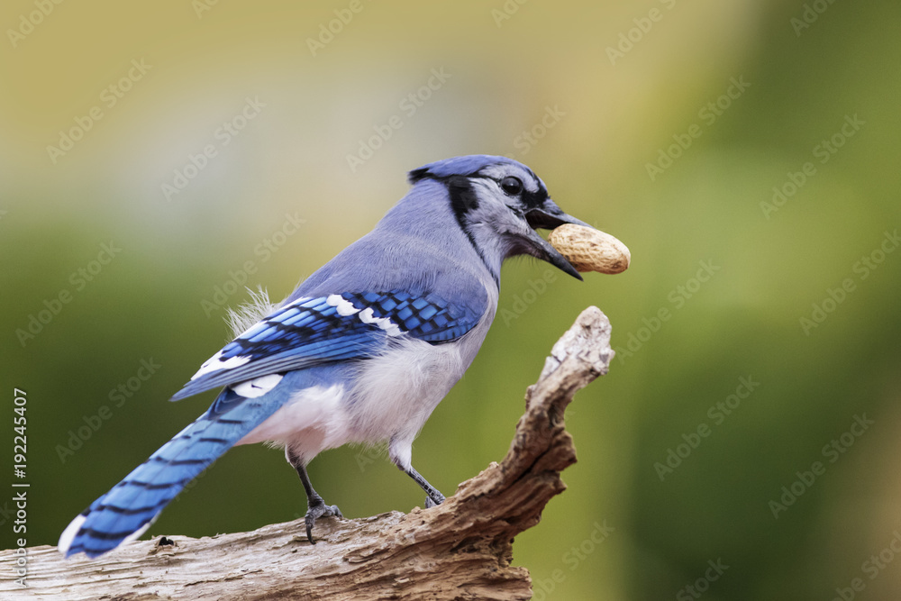 Wall mural blue jay in fall