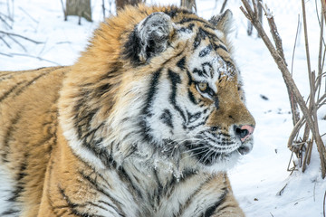 Adult Amur tiger in winter in the frost on the snow in the forest