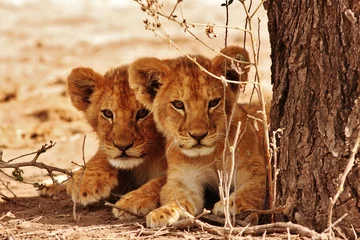 Door stickers Lion Lion cubs