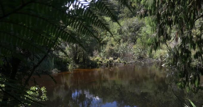 New Zealand Ancient Swamp
