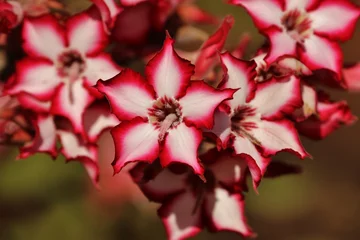 Impala lilly © Charl