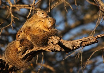Squirrel in a tree
