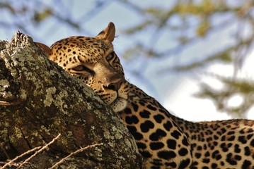 Leopard in a tree