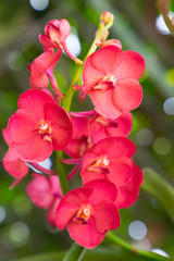 red orchids from national green